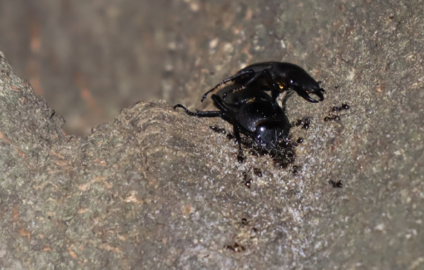 コクワガタ1♂1♀_2又のコブ-シラカシ_2023年8月16日20時30分 気温26.8度